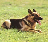 Adestramento de cães em Campina Grande