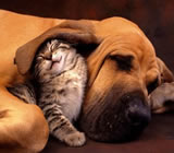 Hotéis para Cães e Gatos em Campina Grande