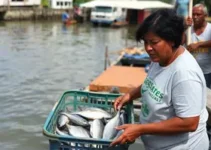 Prefeitura de Campina Grande entrega peixes para os Cras
