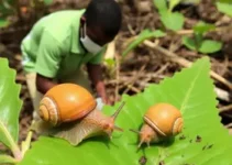 caramujo africano