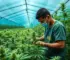 medicamentos à base de cannabis