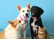 Campanha de Vacinação Antirrábica