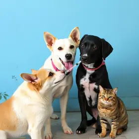 Campanha de Vacinação Antirrábica
