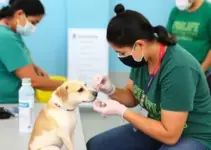 vacinação antirrábica